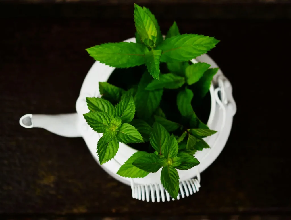 Plantas medicinales para tu bienestar