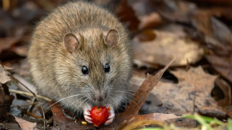 El hantavirus suele estar asociado al contacto con roedores infectados y espacios contaminados por sus secreciones. Foto: BBC Mundo.
