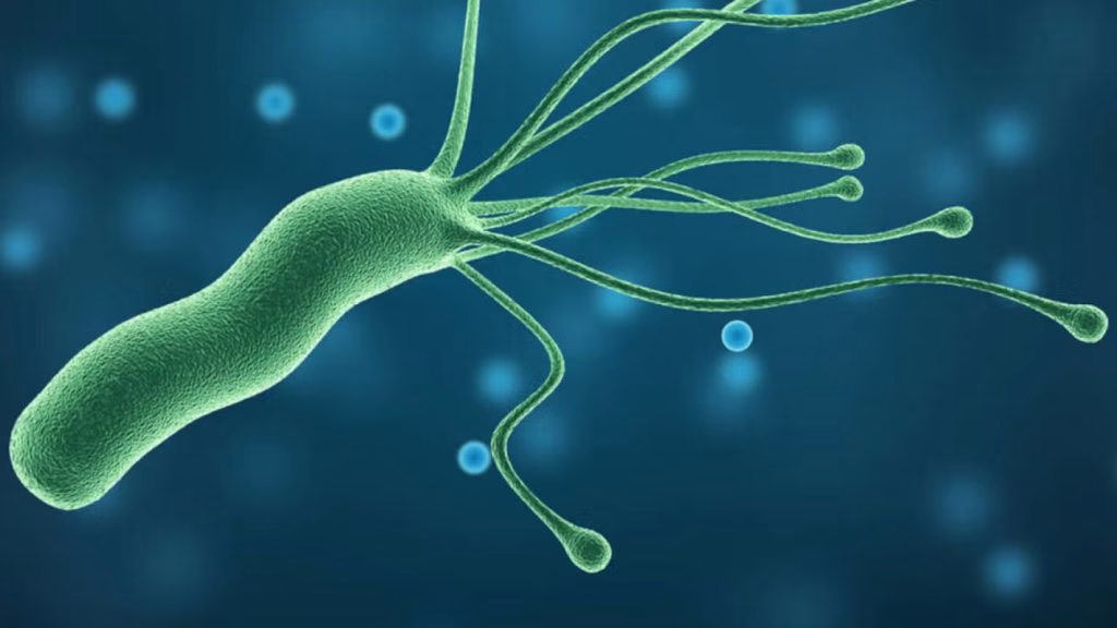 Helicobacter pylori es una bacteria que puede permanecer durante años en el estómago sin causar síntomas y que está relacionada con la gastritis crónica y las úlceras pépticas. Imagen: Vía Organización Panamericana de la Salud (OPS).